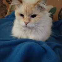 photo de livraison pour Chats Grains d'Amour