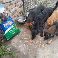 photo de livraison pour Azil za pse"Poslednja oaza"