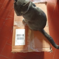 photo de livraison pour Les chats libres de Caro