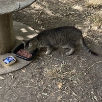 photo de livraison pour Ecole du Chat des Alpilles