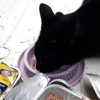 photo de livraison pour Chats Oubliés