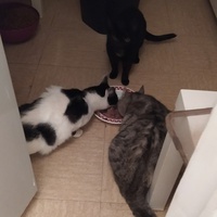 photo de livraison pour Protect Cat