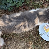 photo de livraison pour École du chat libre du Bocage bressuirais