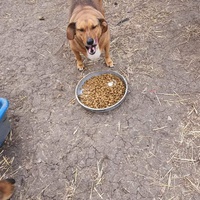 photo de livraison pour Serbian Society for the Protection of Animals - SSPA