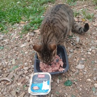 photo de livraison pour Les Chats-Pitresdelavi-Ste