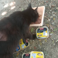 photo de livraison pour Les Chats-Pitresdelavi-Ste