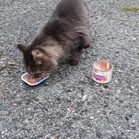 photo de livraison pour Bien vivre avec les Chats Sallélois