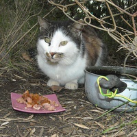 photo de livraison pour L'Ecole du Chat Istreen
