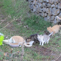 photo de livraison pour Jardin des Chats