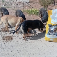 photo de livraison pour Comme Chiens et Chats Maroc