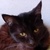 photo animal