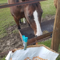 photo de livraison pour Hearthland Royal Horse