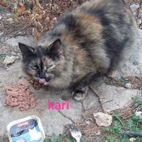 photo de livraison pour Les Chats-Pitresdelavi-Ste