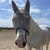 photo animal