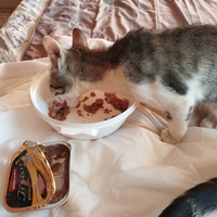 photo de livraison pour Cat Miaou