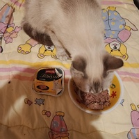 photo de livraison pour Les Chats de la Rue