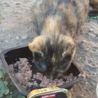 photo de livraison pour Les Chats-Pitresdelavi-Ste