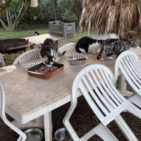 photo de livraison pour STREET CATS