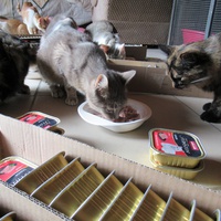 photo de livraison pour Jardin des Chats
