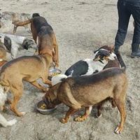 photo de livraison pour Svetlana Bjelogrlic