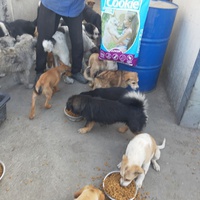 photo de livraison pour Associtia Axi Hope Romania