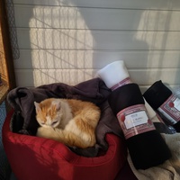 photo de livraison pour Les Chats'nonymes