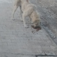 photo de livraison pour Civic Initiative Kane Korzo Skopje