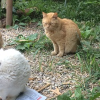 photo de livraison pour Les chats de chez nous