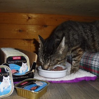 photo de livraison pour Au Bonheur des Chats Libres