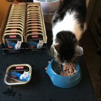 photo de livraison pour Les chats de l'Indifférence
