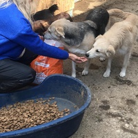 photo de livraison pour Saving Orphaned Souls Sheila's Animal Rescue Mission