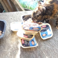 photo de livraison pour Jardin des Chats