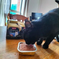 photo de livraison pour Les chats de l'Indifférence