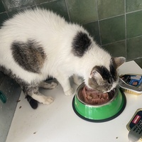 photo de livraison pour SADF (Sauvetage des animaux domestiques de France)
