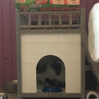 photo de livraison pour Association des Chats Camarguais