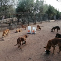 photo de livraison pour Help Adopt Moroccan Animals