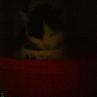 photo de livraison pour Pattes de Chats 50
