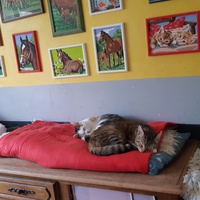 photo de livraison pour Pour l'Amour des Chats