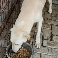 photo de livraison pour Civic Initiative Kane Korzo Skopje