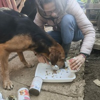 photo de livraison pour Chats Libres de Béziers