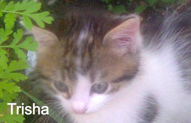 photo association