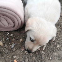 photo de livraison pour Help Doggy