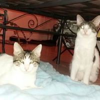 photo de livraison pour La Tribu de LOLA