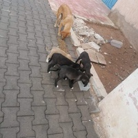 photo de livraison pour 4 Pattes Mogador