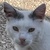 photo animal