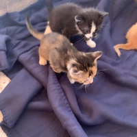 photo de livraison pour Association des Chats Camarguais