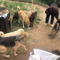 photo de livraison pour Viata Animalelor