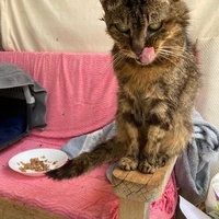 photo de livraison pour STREET CATS