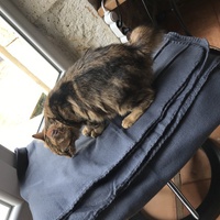 photo de livraison pour Les Chats Libres Condom 32