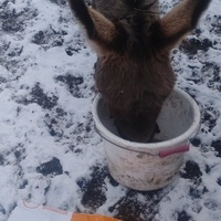 photo de livraison pour HELP